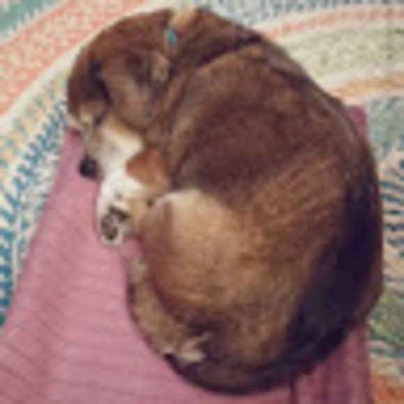 beagaboo